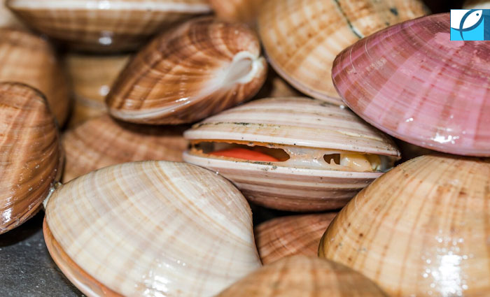В Госдуме предложили обсудить снижение промыслового сбора для моллюсков и шпрота