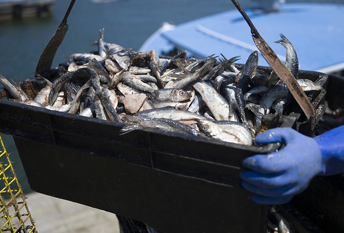 Bloomberg сообщил об угрозе исчезновения балтийской сельди из-за лосося
