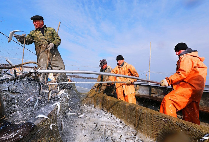 Рыболовецкие колхозы рискуют потерять налоговую льготу