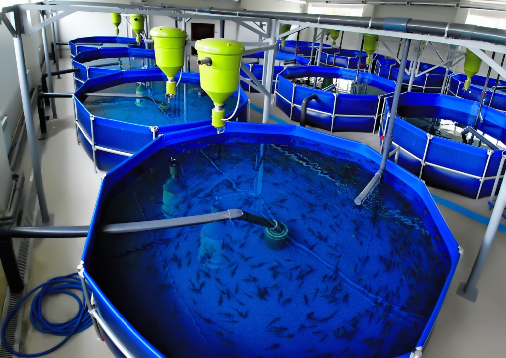 Можно ли вырастить рыбку без пруда: преимущества УЗВ для рыбоводного хозяйства