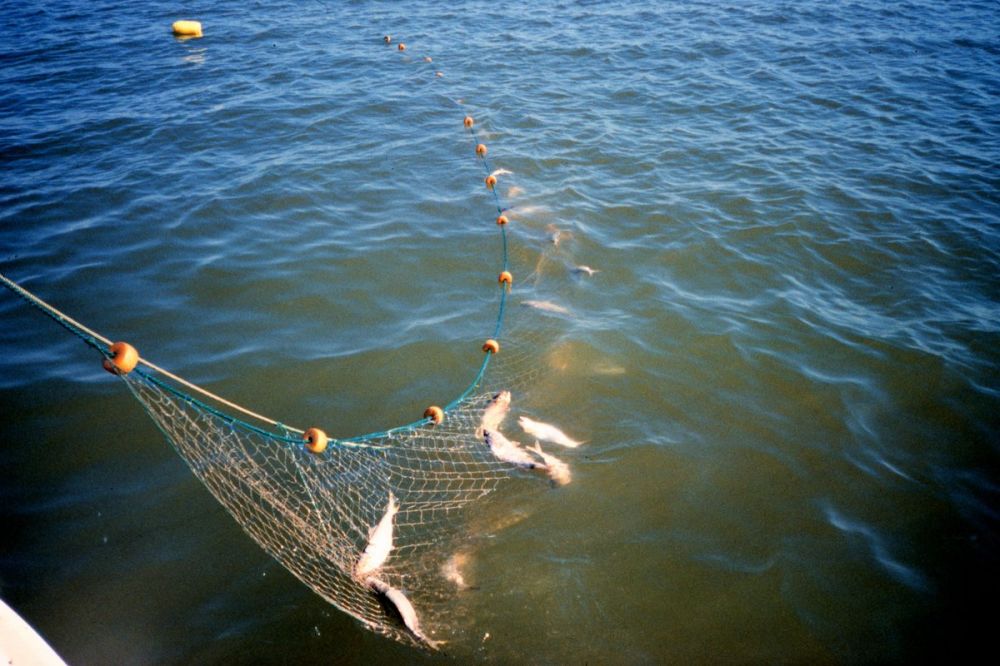 Читать книгу «Рыболовные сети и экраны» онлайн полностью📖 — Антона Шаганова — MyBook.