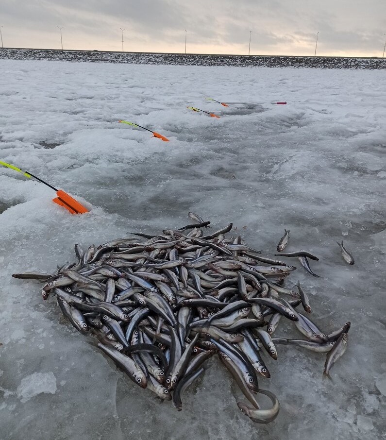 Как ловить корюшку на Финском заливе - Рыбалка в Санкт-Петербурге