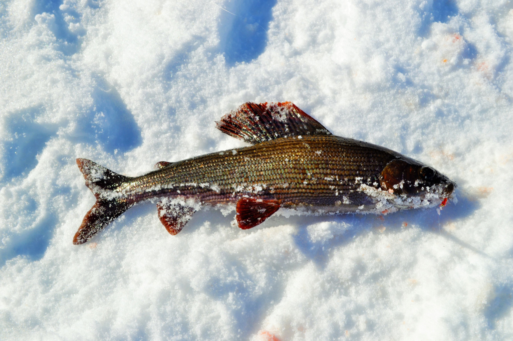 Как ловить хариуса зимой: эффективные способы рыбалки
